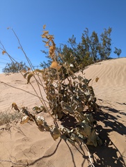 Asclepias erosa