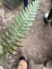 Polypodium virginianum