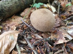 Lycoperdon molle