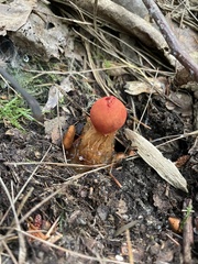 Calostoma ravenelii