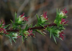 Cliffortia ruscifolia
