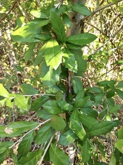 Quercus fusiformis