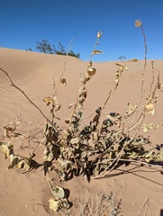 Asclepias erosa
