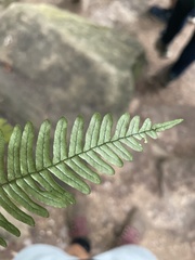 Polypodium virginianum
