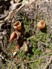 Calostoma ravenelii