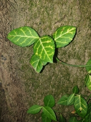 Euonymus fortunei