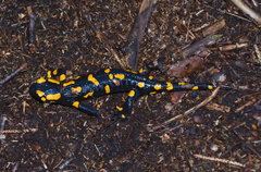 Salamandra salamandra