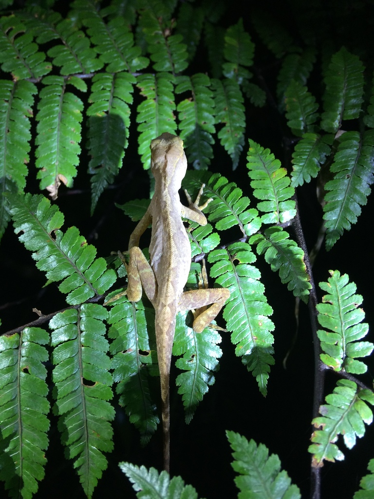 Meyer's Anole