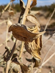 Asclepias erosa