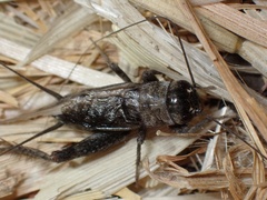 Eumodicogryllus bordigalensis