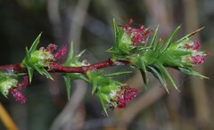 Cliffortia ruscifolia