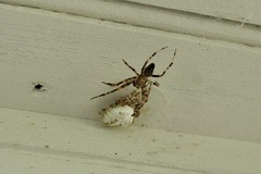 Araneus nordmanni