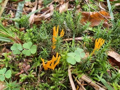 Calocera viscosa