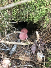 Suillus spraguei