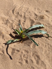 Hesperocallis undulata