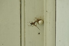 Araneus nordmanni