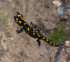 Salamandra salamandra