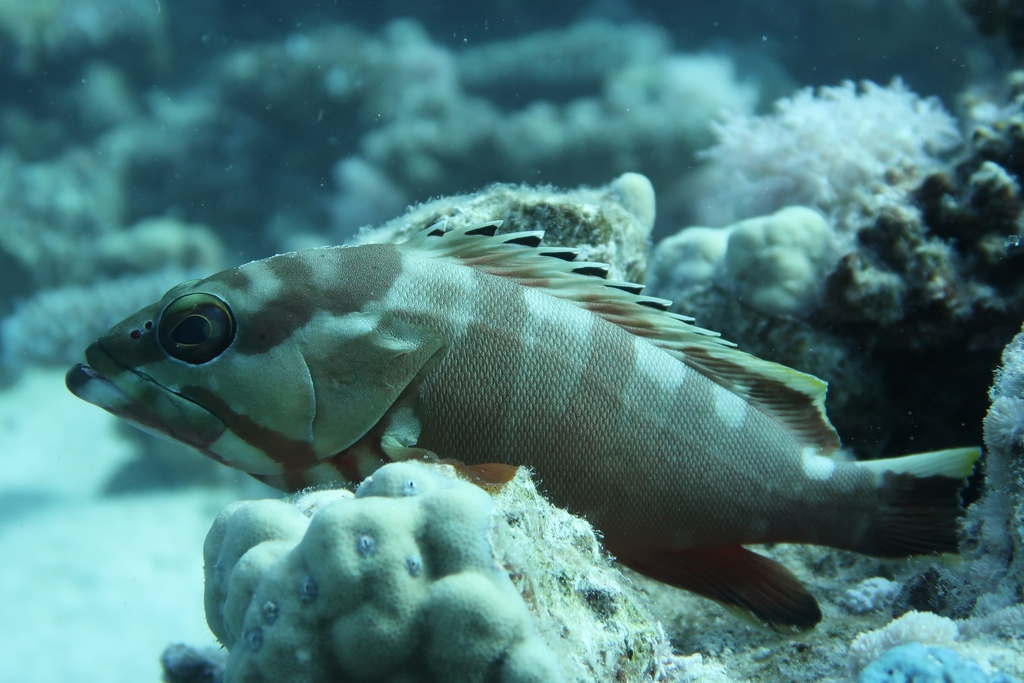 Blacktip grouper
