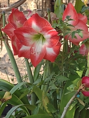 Hippeastrum