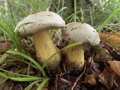 Caloboletus radicans