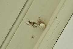 Araneus nordmanni