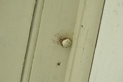 Araneus nordmanni