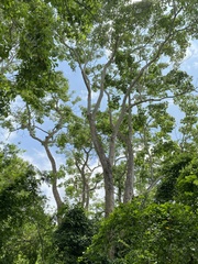 Roseodendron donnell-smithii