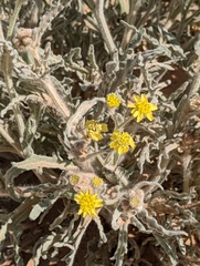 Baileya pauciradiata