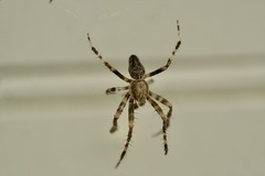 Araneus nordmanni
