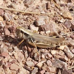 Phoetaliotes nebrascensis