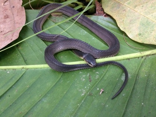 Espinal's Coffee Snake
