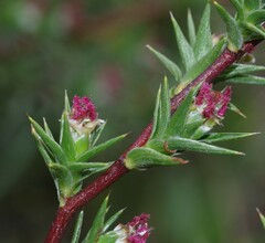 Cliffortia ruscifolia