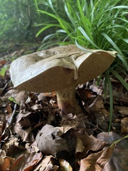 Caloboletus radicans