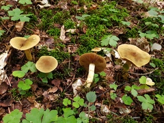 Cortinarius olivaceofuscus