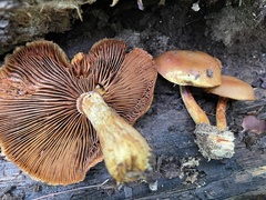Gymnopilus luteus