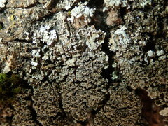 Physconia perisidiosa