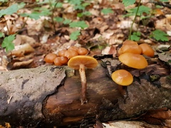 Galerina badipes