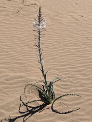 Hesperocallis undulata