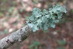 Nectria cinnabarina