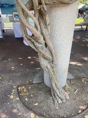 Wisteria
