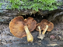Gymnopilus luteus