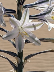 Hesperocallis undulata