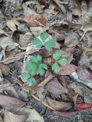 Sanicula canadensis