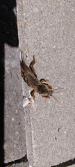 Gryllotalpa gryllotalpa