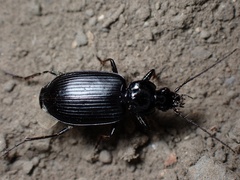 Agonum