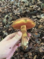 Suillellus luridus
