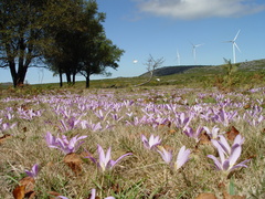 Colchicum montanum