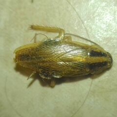Blattella germanica