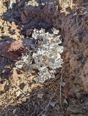 Atriplex hymenelytra