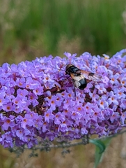 Volucella pellucens